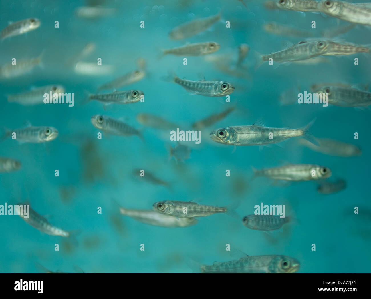 Thousands of wild Chinook Salmon eggs in the eyed egg stage of life Stock  Photo - Alamy