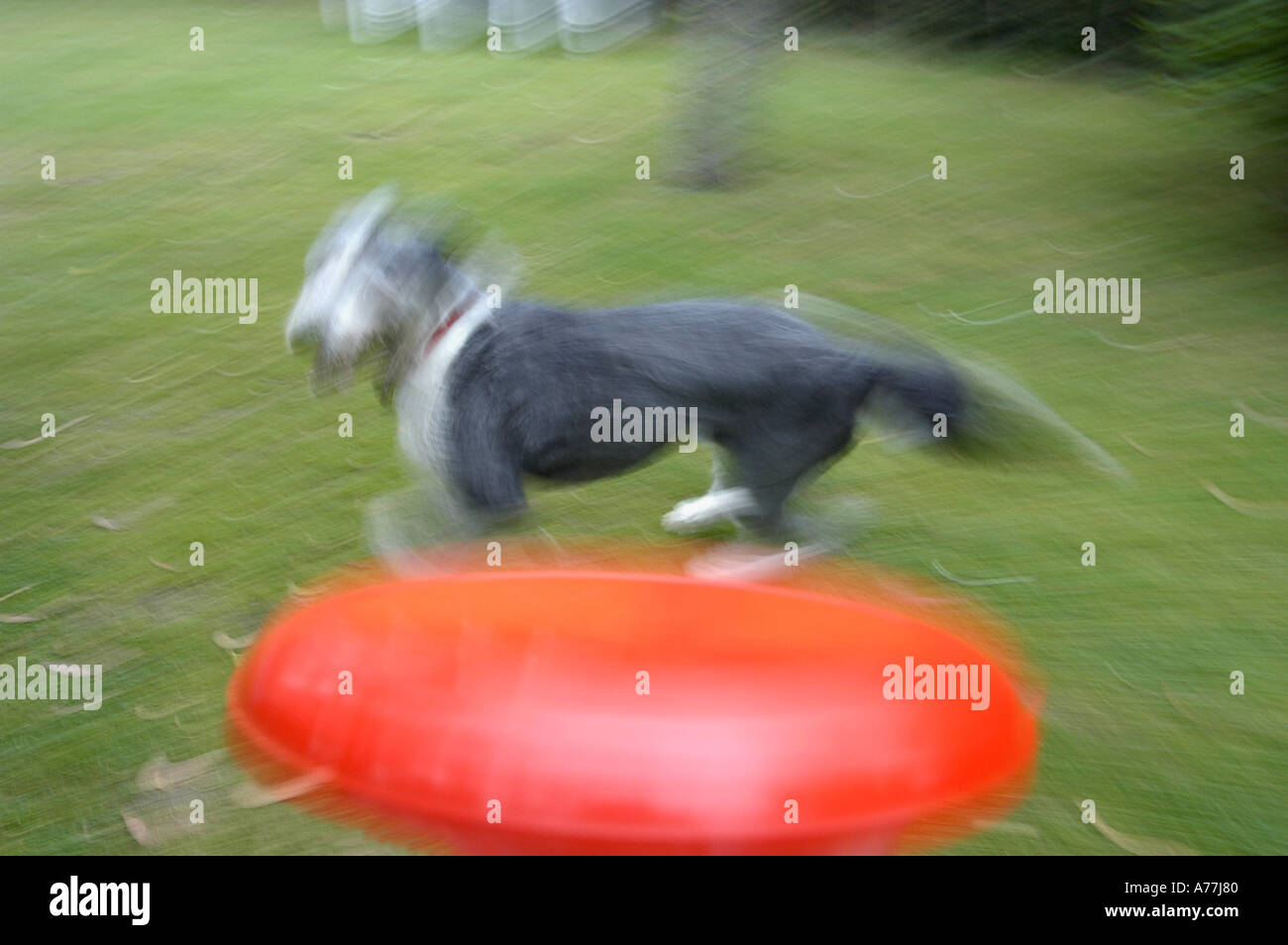 dog and Frisbee Stock Photo Alamy