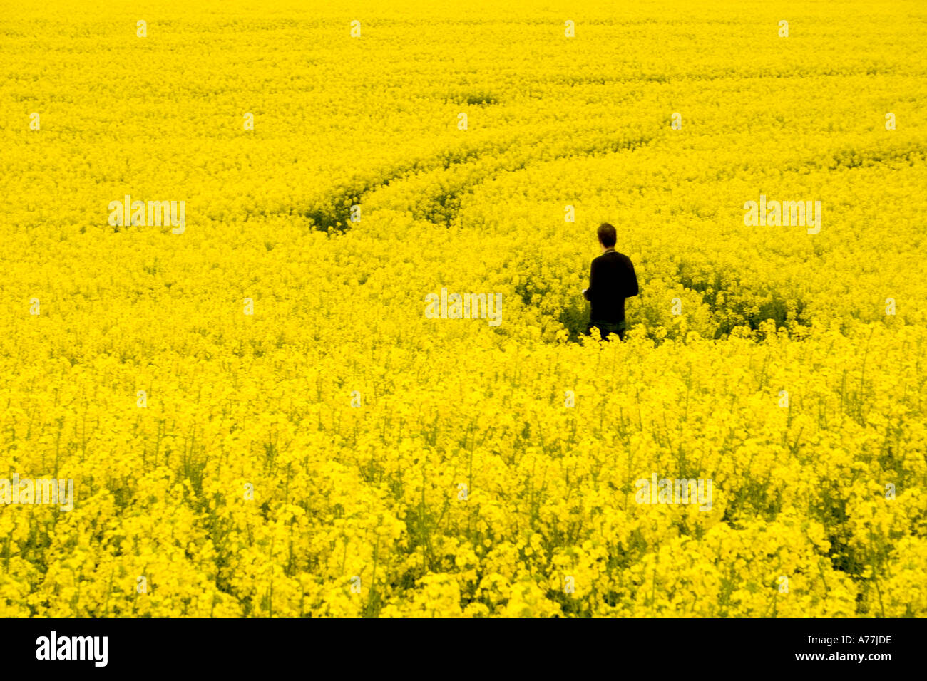 Tracks in rapeseed field hi-res stock photography and images - Alamy