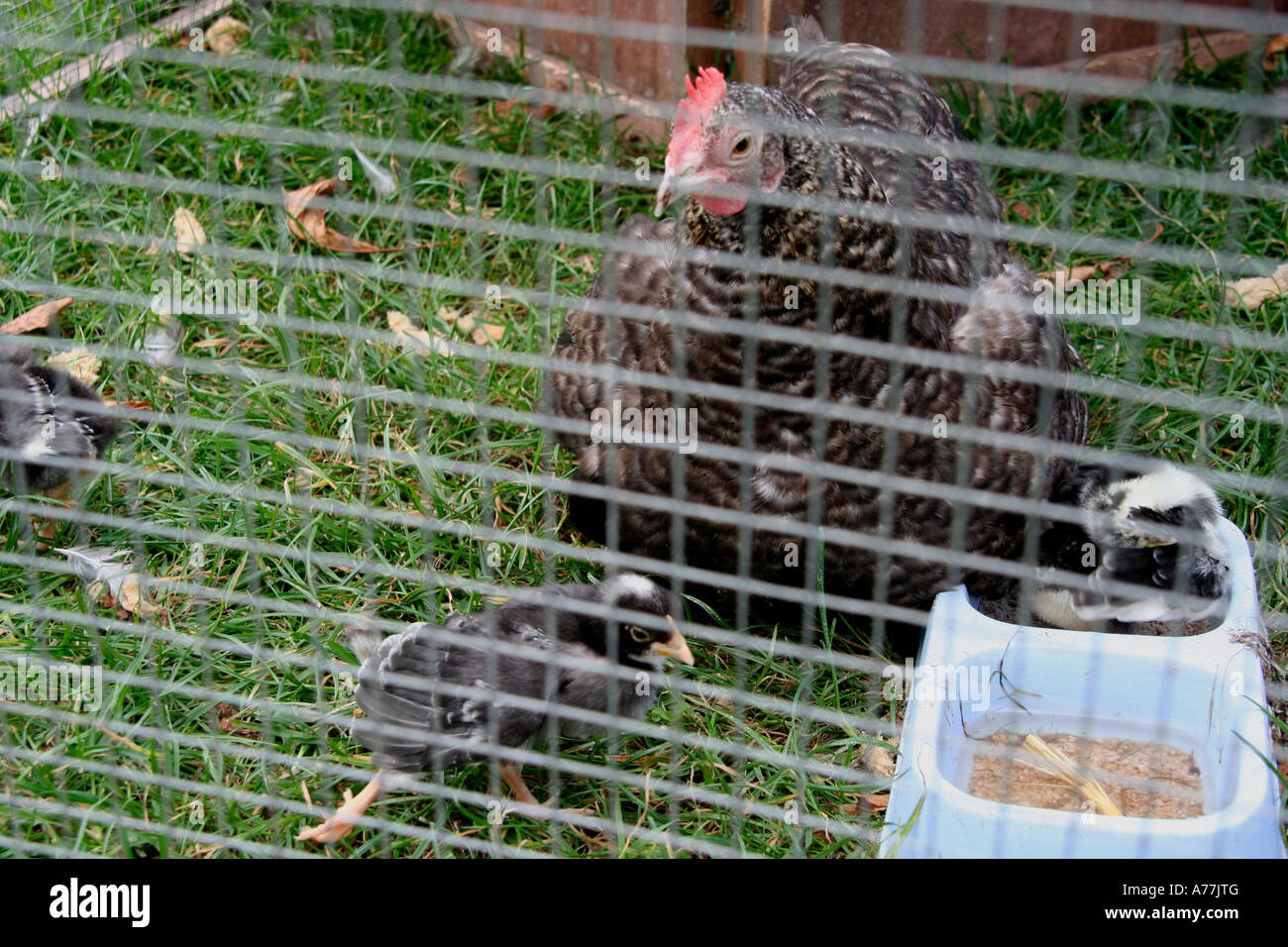 chicken and her chicks in a pen at the malvern autumn flower show worcestersire uk 06 Stock Photo