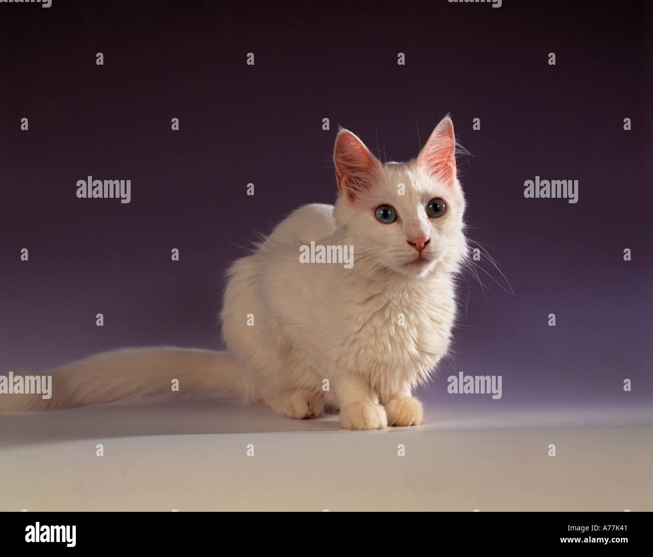 Turkish Angora cat - sitting - cut out Stock Photo