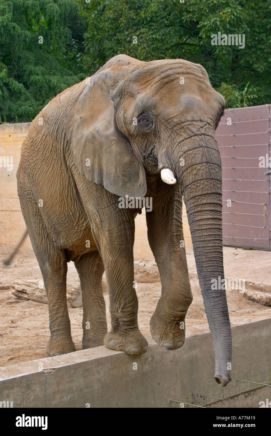 African female elephant in Prague Zoo Prague Czech Republic Stock Photo