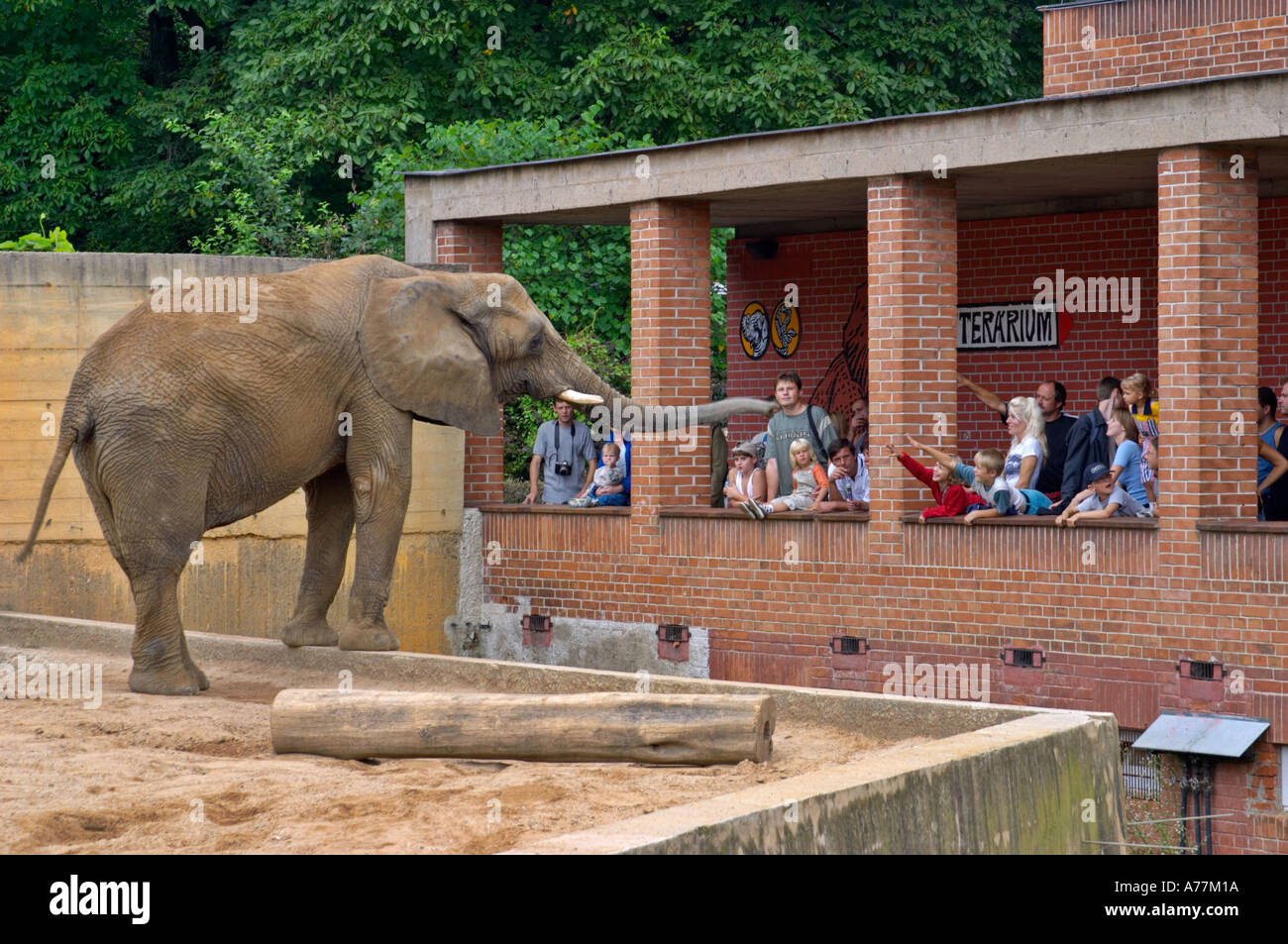 African female elephant reaching towards people in Prague Zoo Prague Czech Republic Stock Photo