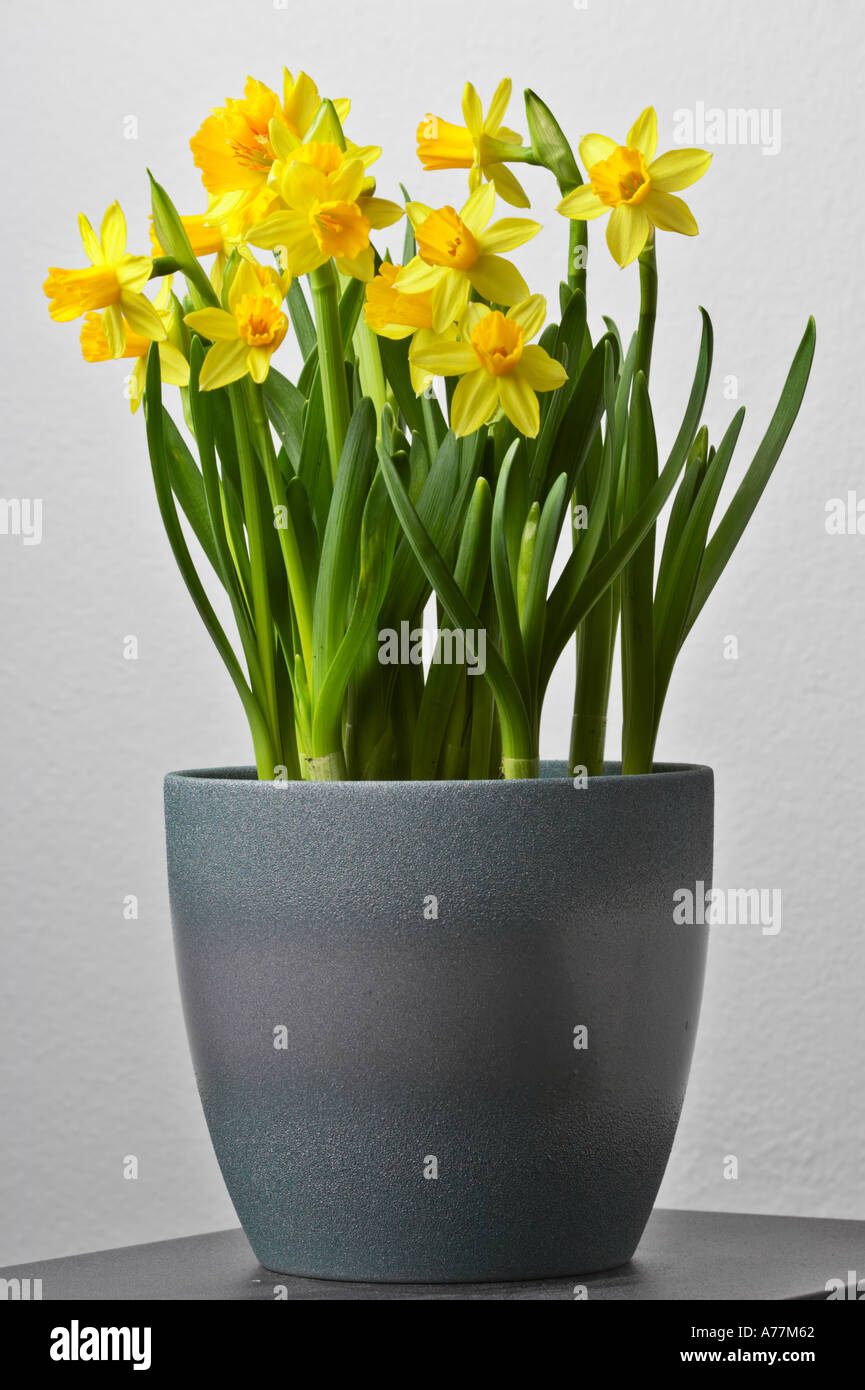 Yellow daffodils in a pot on a table. Stock Photo