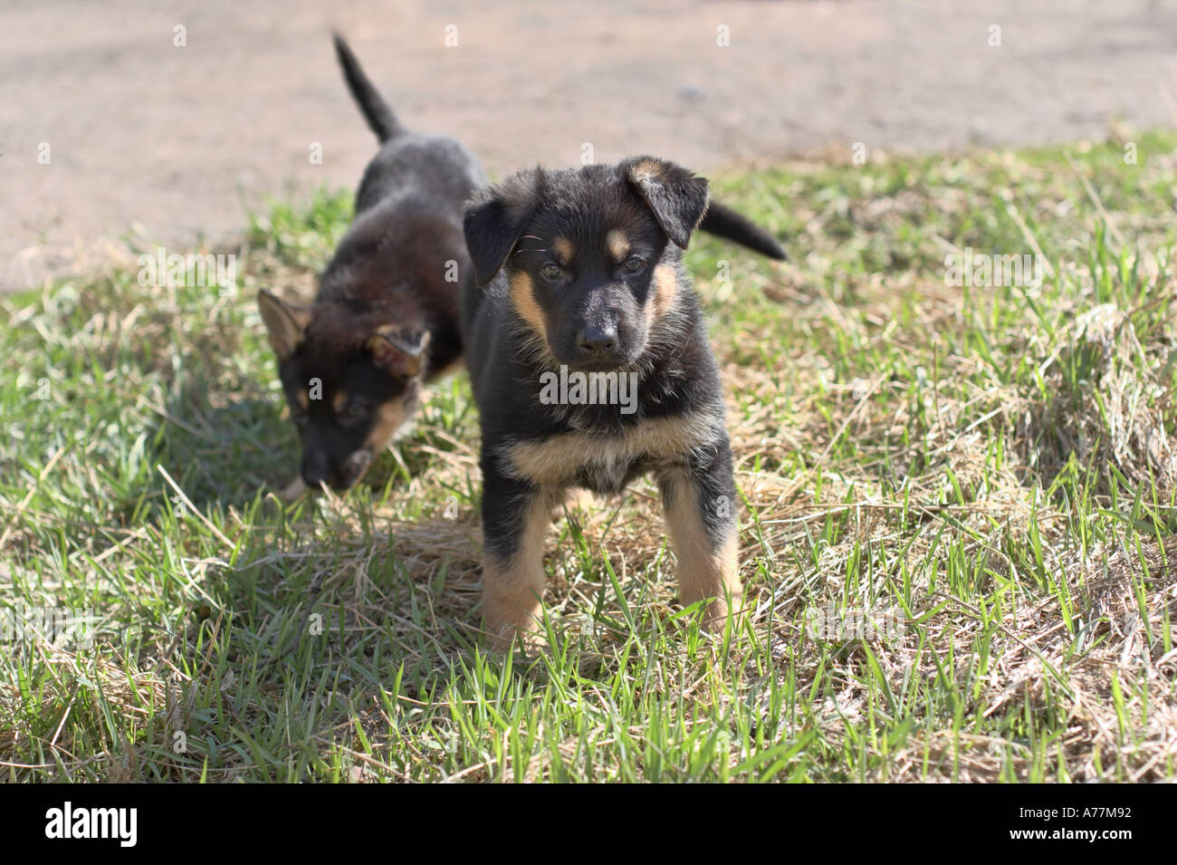 Two german shepherd puppies on grass Stock Photo