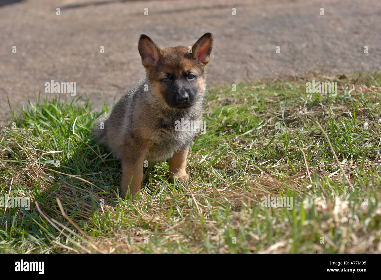 German shepherd puppy Stock Photo