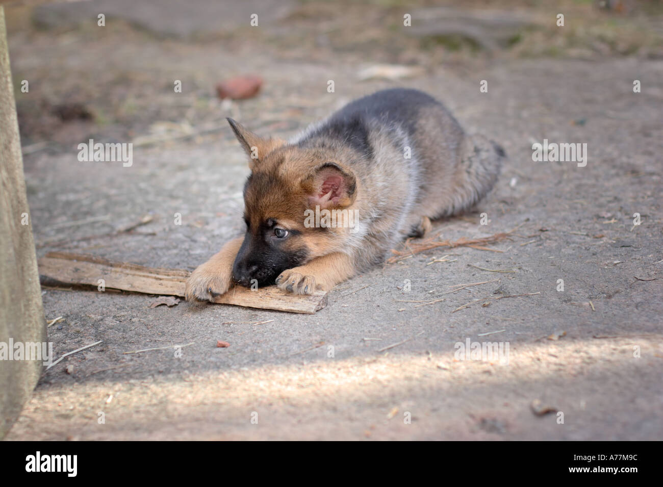German shepherd puppy biting on a stick Stock Photo