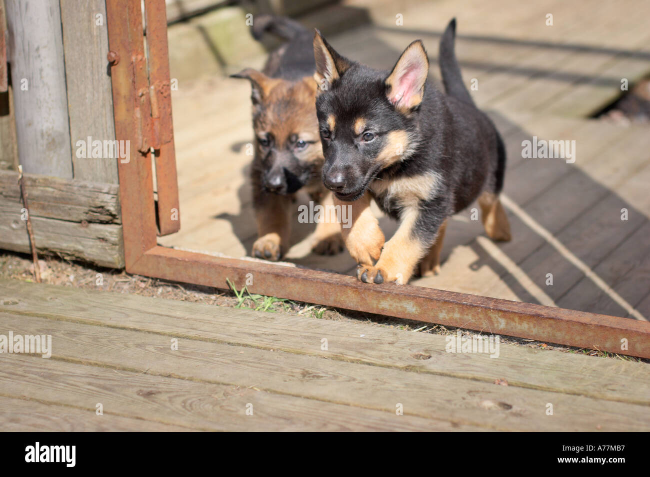 Running German shepherd puppies Stock Photo