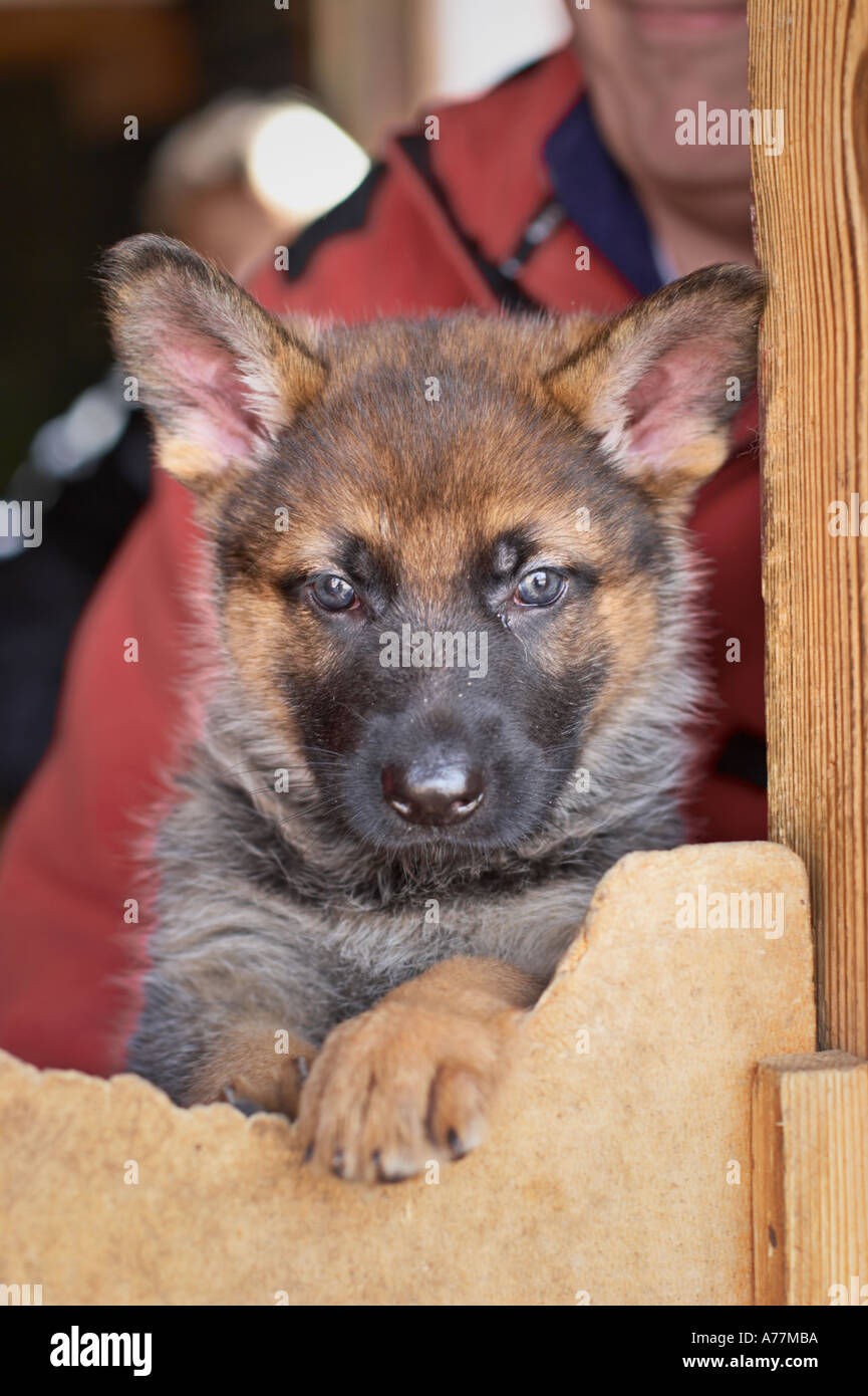 German shepherd puppy Stock Photo