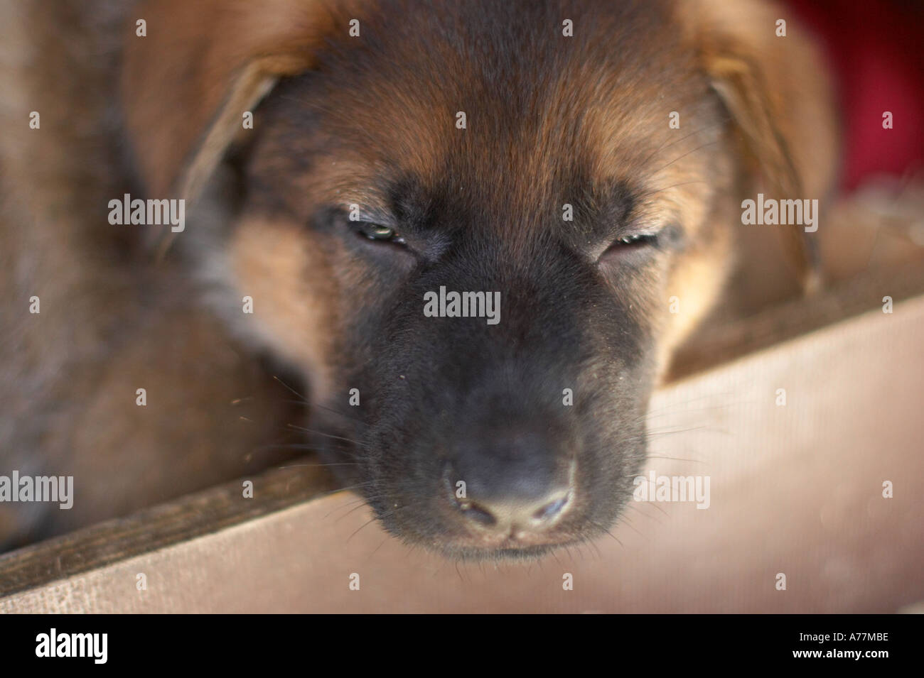 Sleeping german shepherd puppy Stock Photo