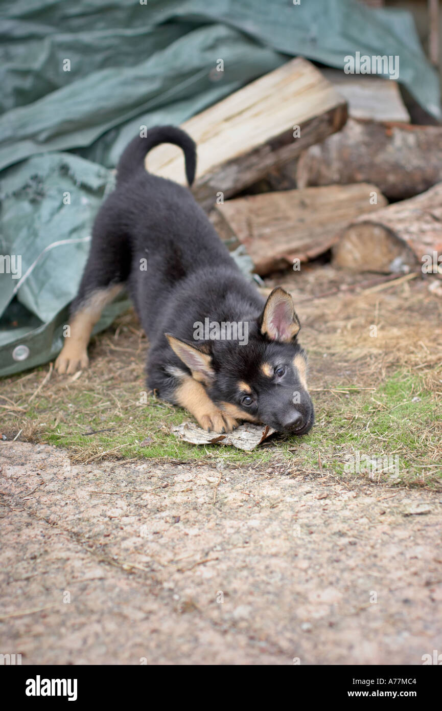 German shepherd puppy biting on a stick Stock Photo Alamy