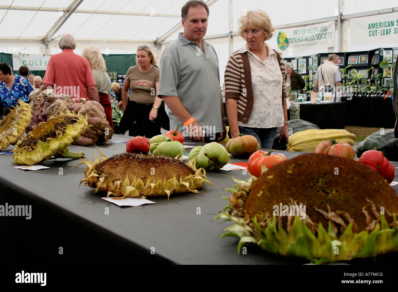amazing giant sun flowers on show at the autumn malvern flower show
