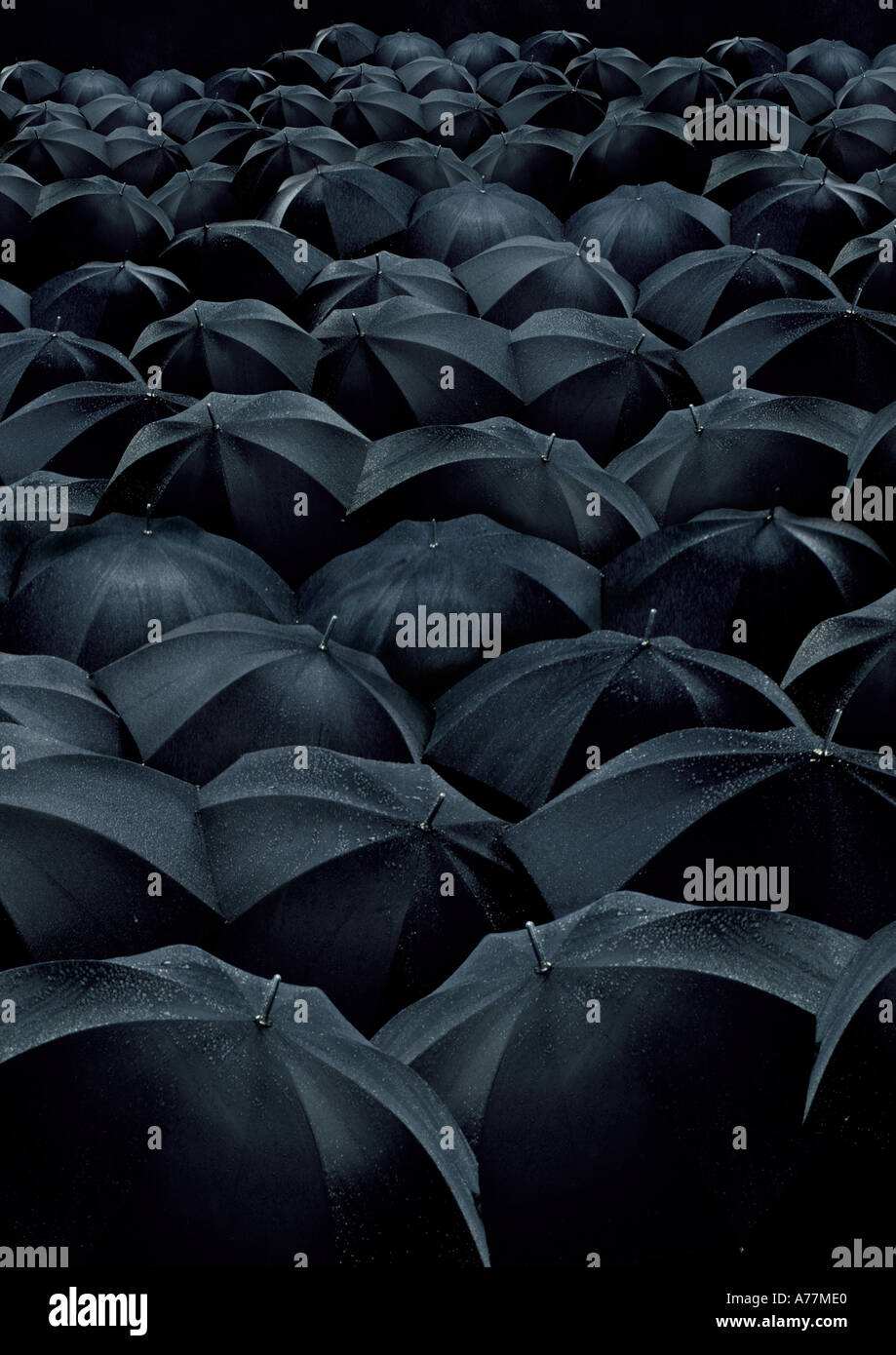 Many black umbrellas in the rain Stock Photo Alamy