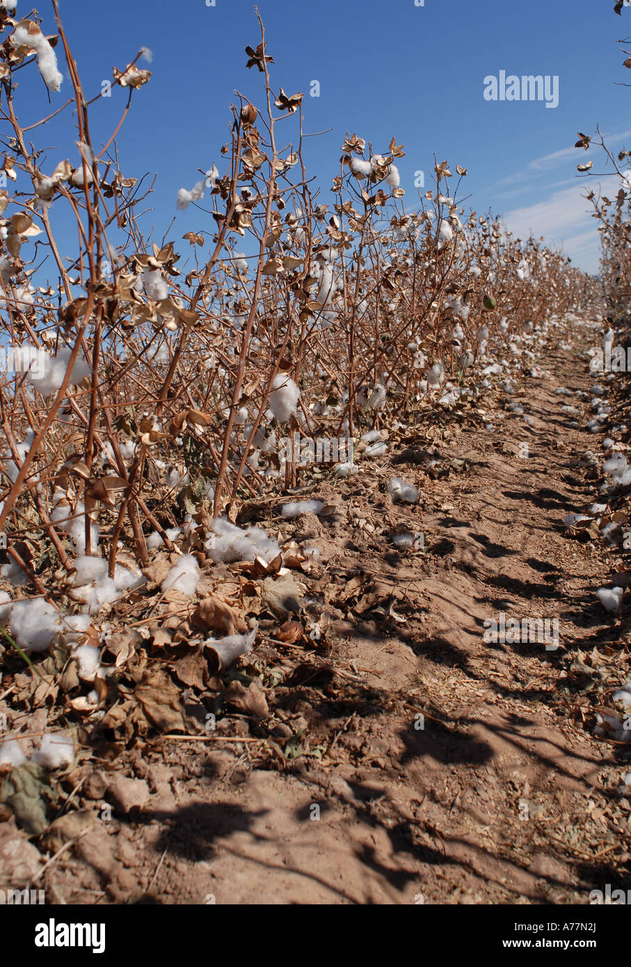 Cotton fields outside of Blythe, California Stock Photo