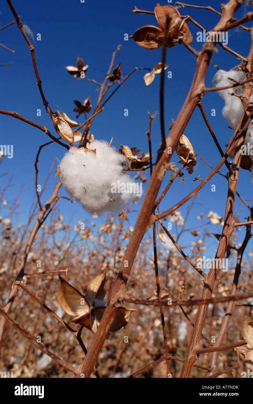 Cotton fields outside of Blythe, California Stock Photo