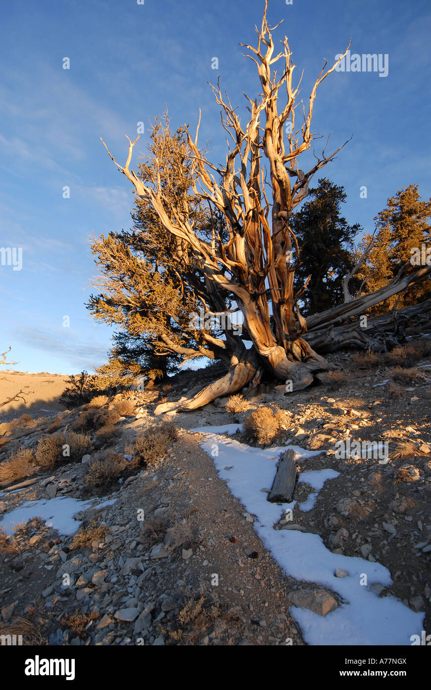 Discovery trail, Bristlecone Pine, White Mountains, Califoria Stock ...