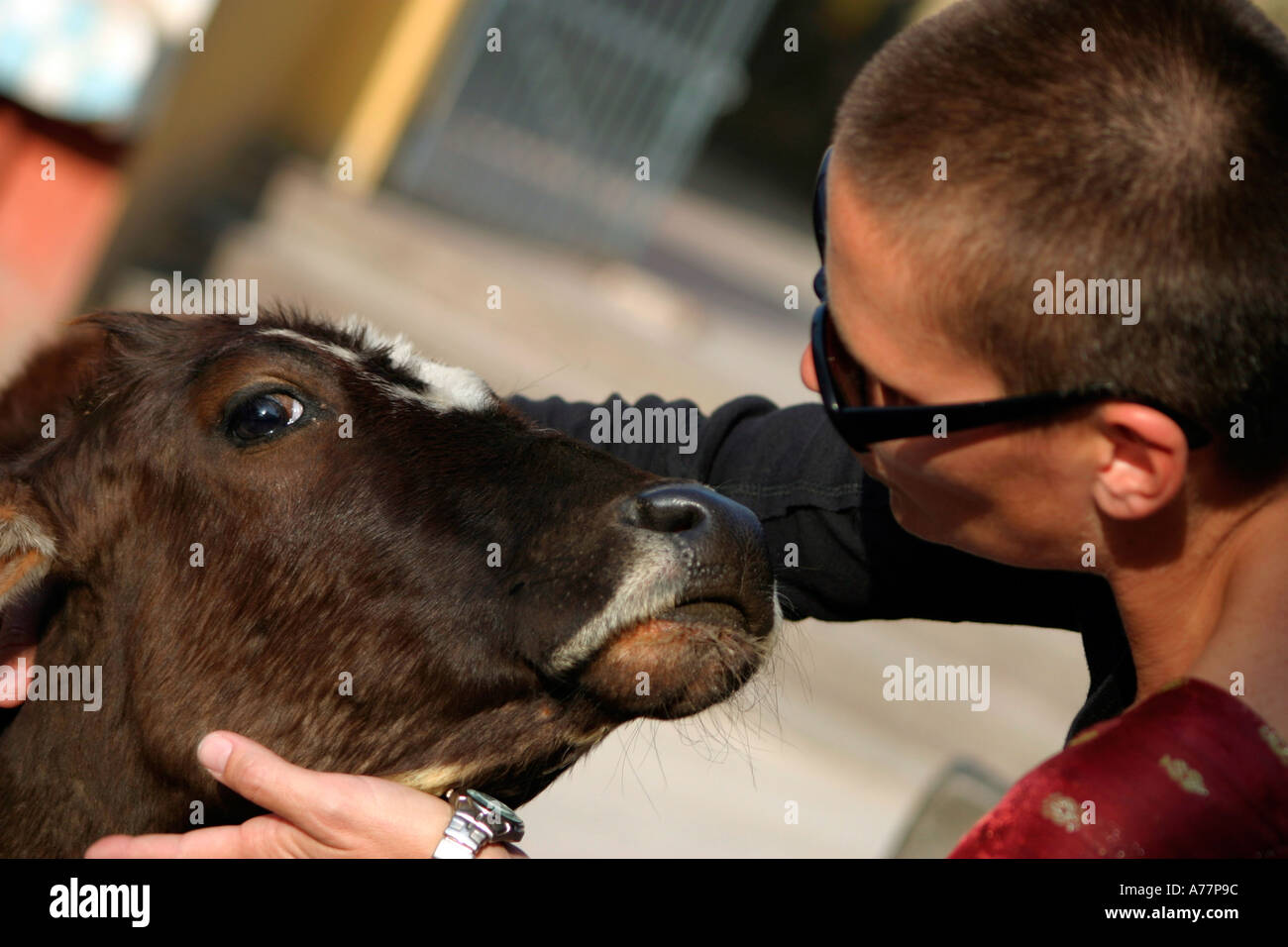 a young woman kisses a cow Stock Photo