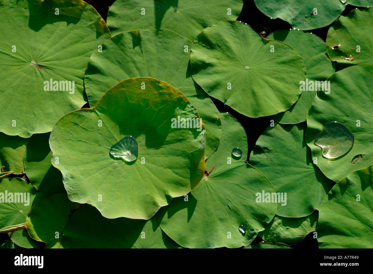 Water droplets on lotus leaves hi-res stock photography and images - Alamy