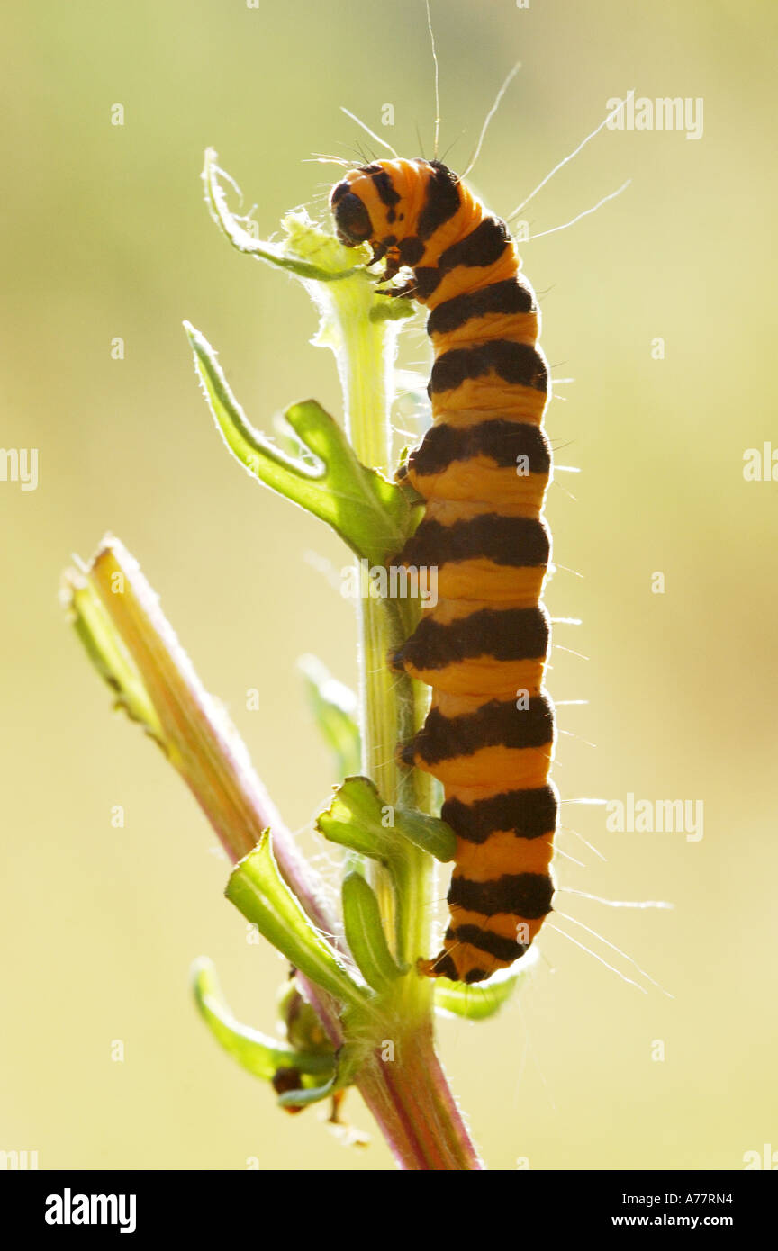 Cinnabar Caterpillar feeding on a Ragwort stem in a Berkshire meadow Stock Photo