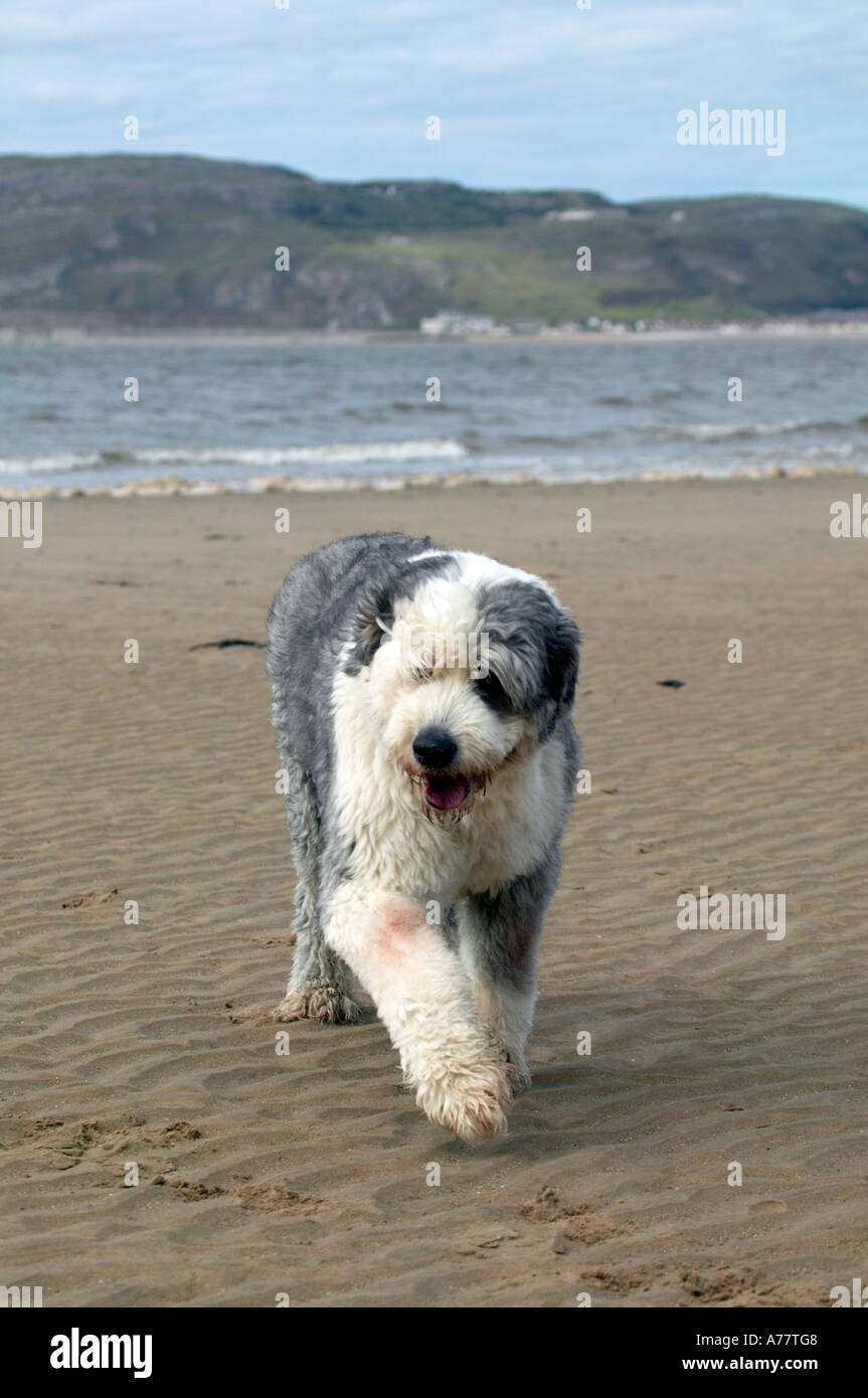 English sheepdog beach hi-res stock photography and images - Alamy