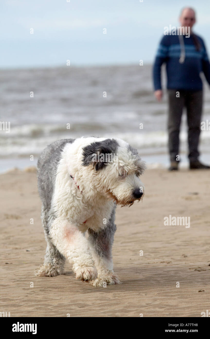 English sheepdog beach hi res stock photography and images Alamy