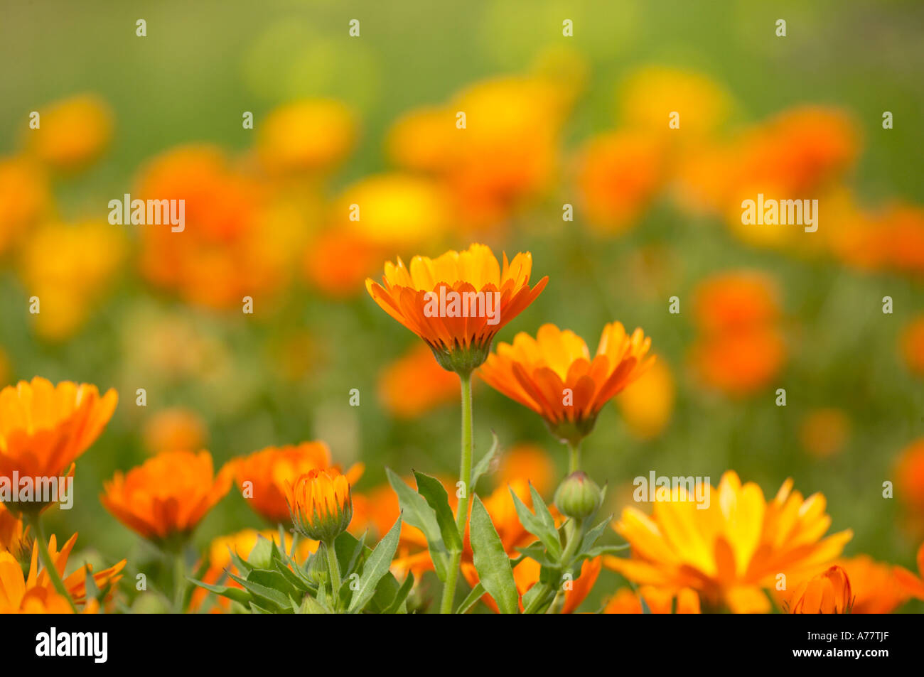 Field of marigolds Stock Photo - Alamy