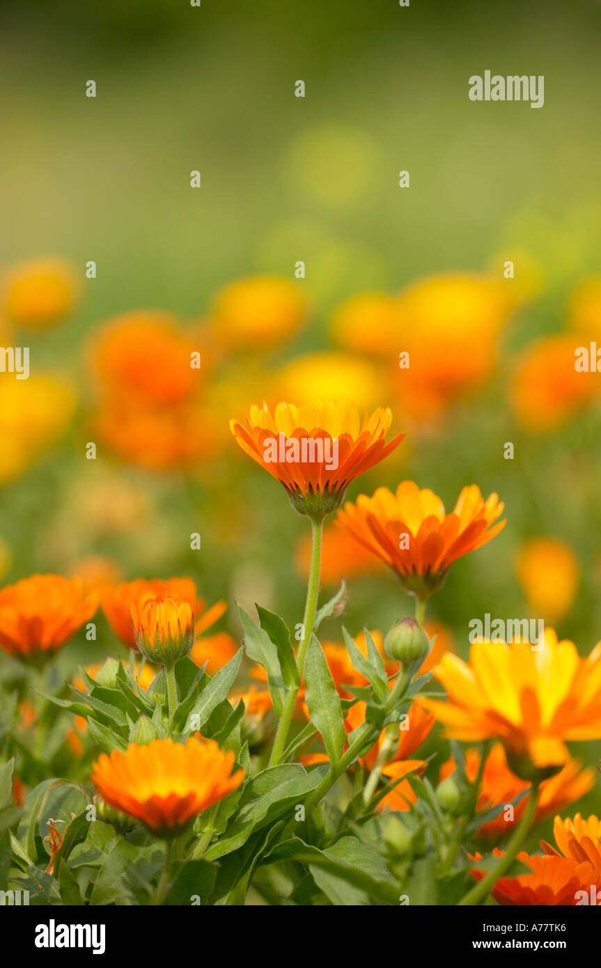 Bunny in Marigolds Field main image 0