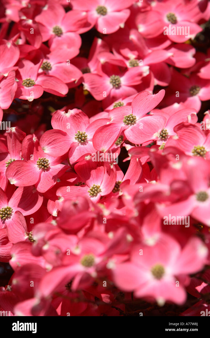 Pink dogwood flowers Stock Photo