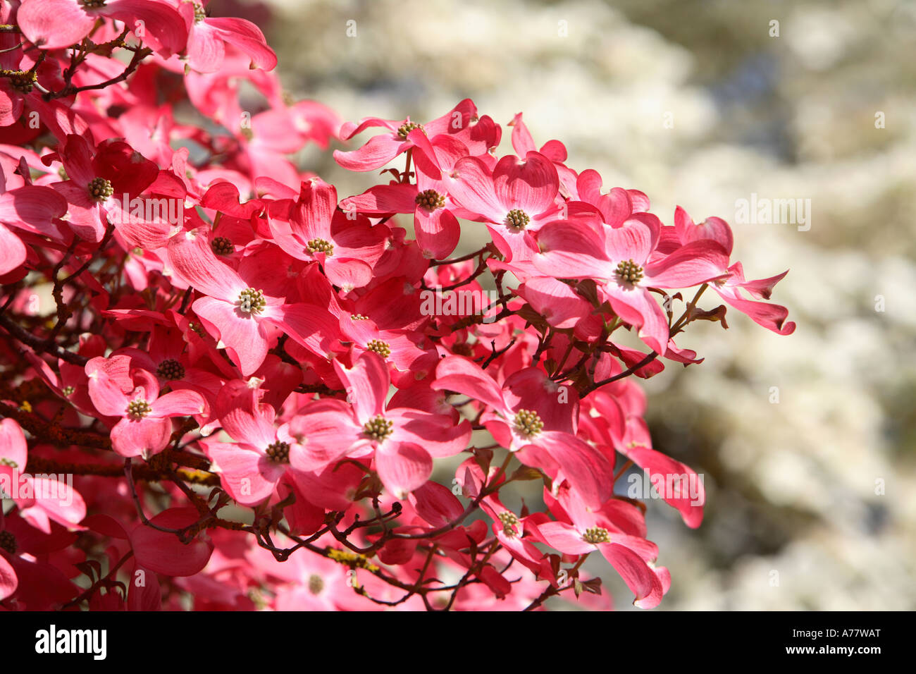 Pink dogwood blooms with white dogwood in background Stock Photo - Alamy