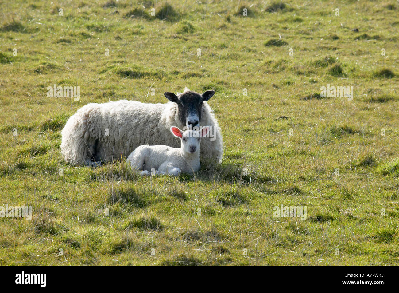 Sheep and her new born lamb lying in a field Stock Photo - Alamy
