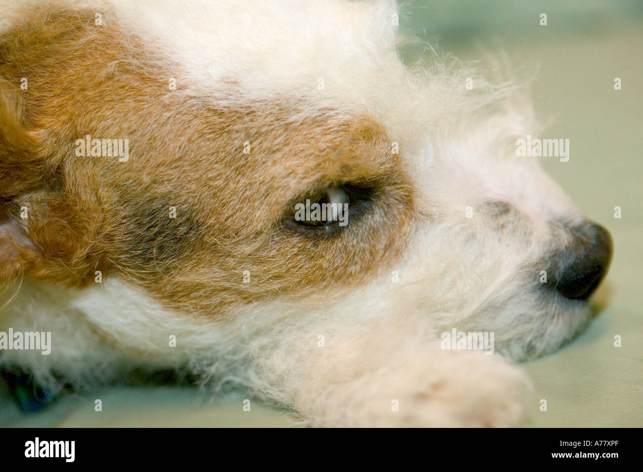 Terrier portrait my dog Watching you watching me Stock Photo Alamy