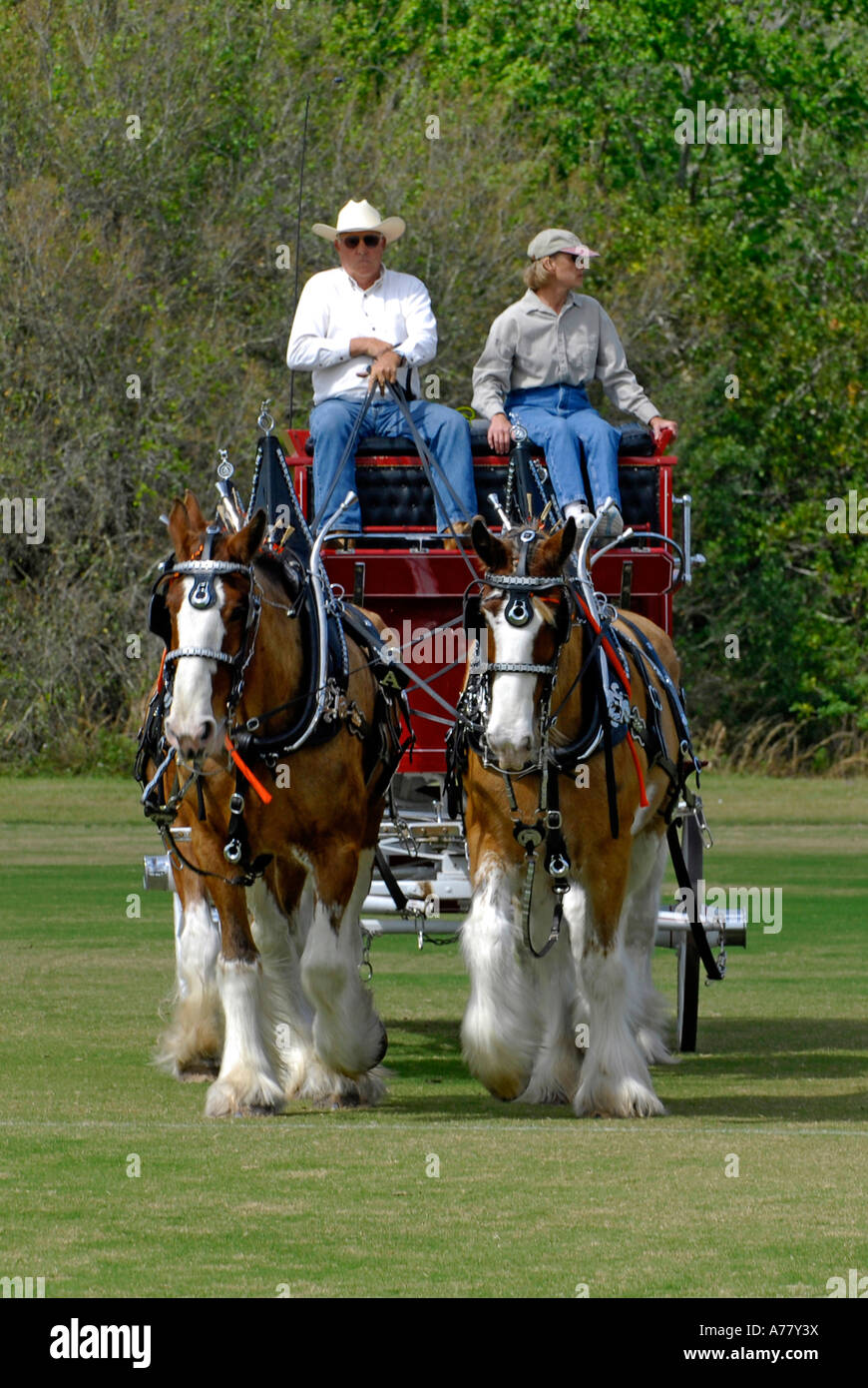 A team of Clydesdale horses pull a wagon Stock Photo Alamy