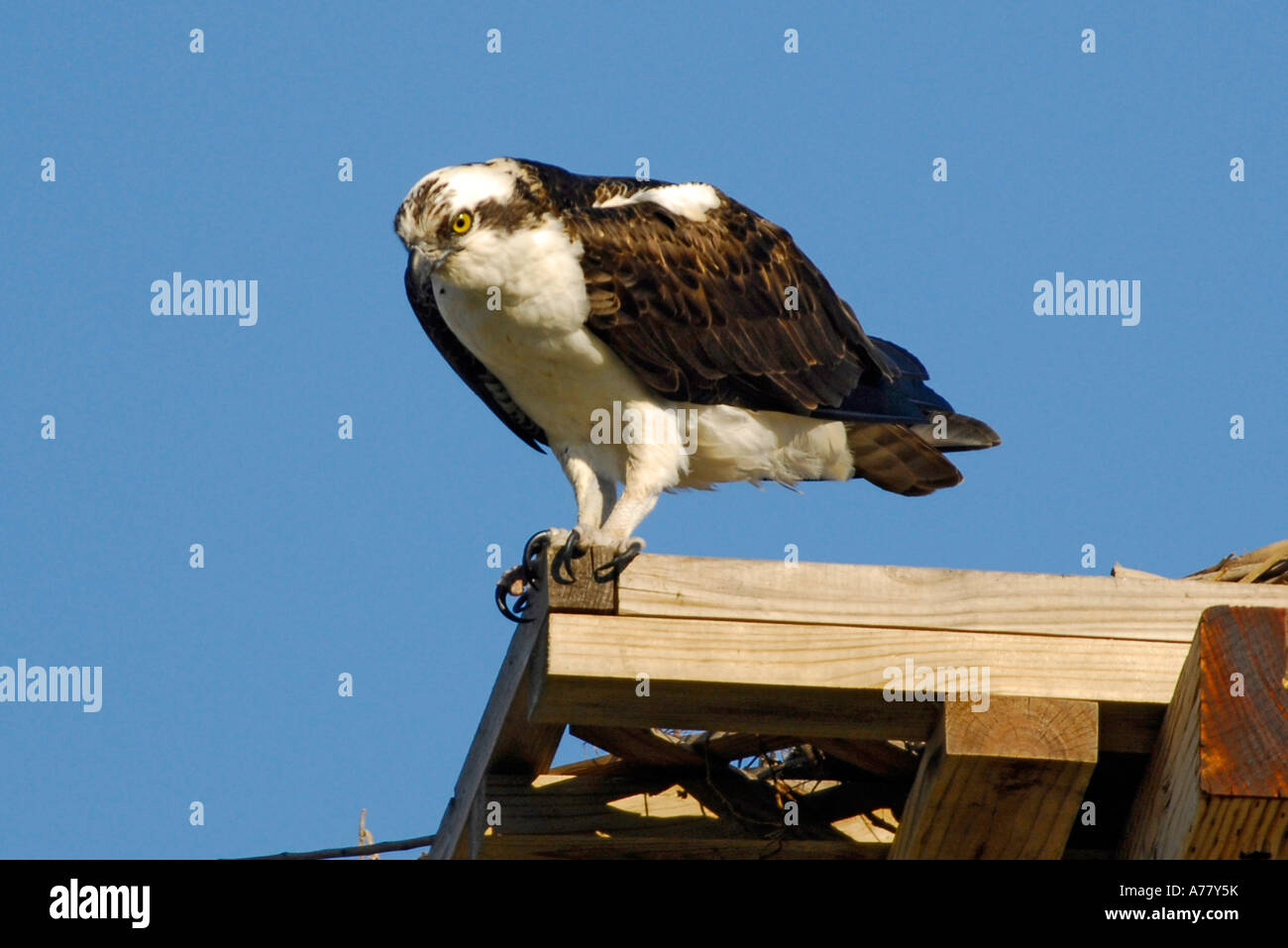 Osprey nest atop an electrical pole providing an area for nest building near Ruskin Florida FL on Tampa Bay Stock Photo