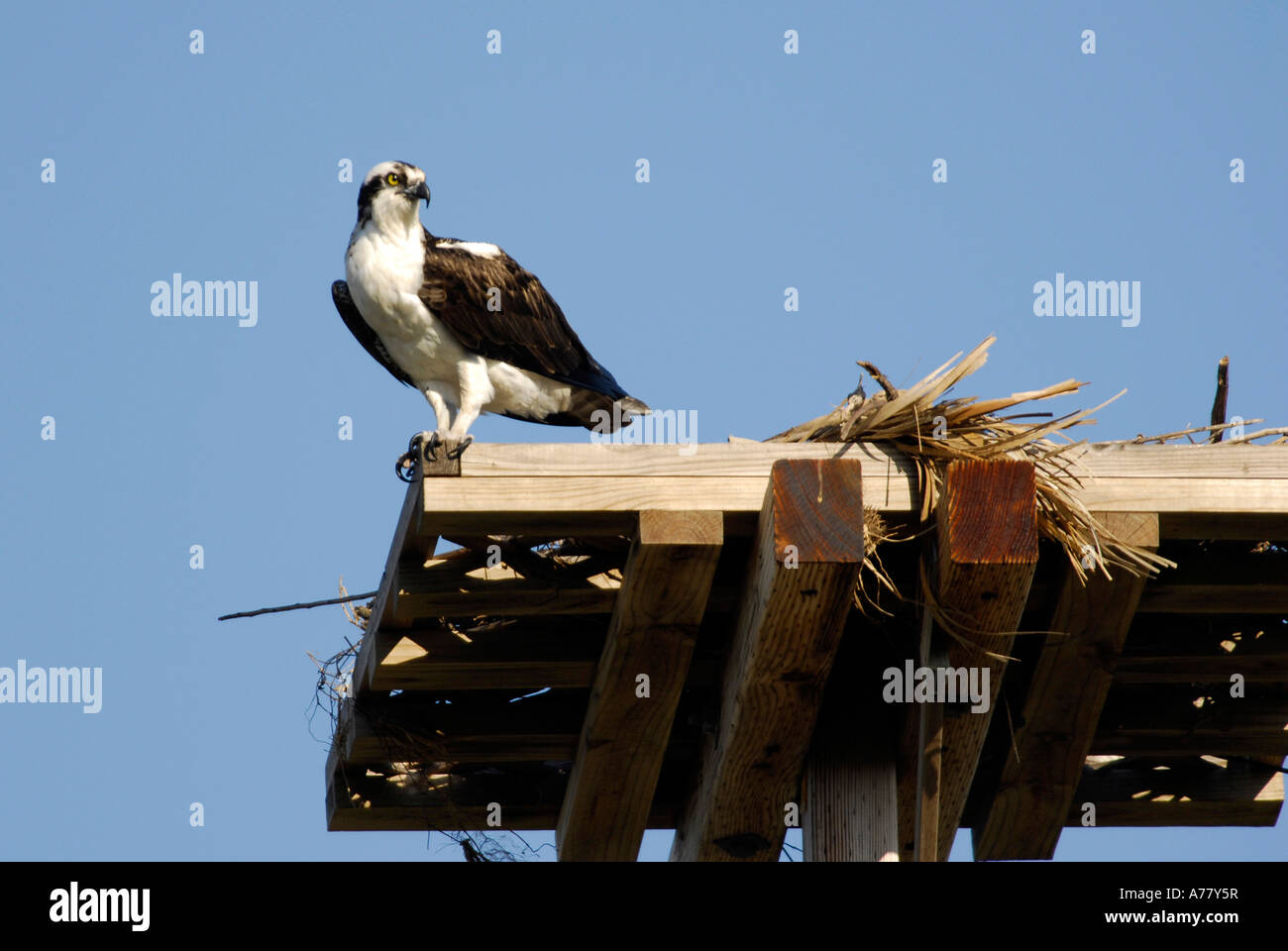 Osprey nest atop an electrical pole providing an area for nest building near Ruskin Florida FL on Tampa Bay Stock Photo