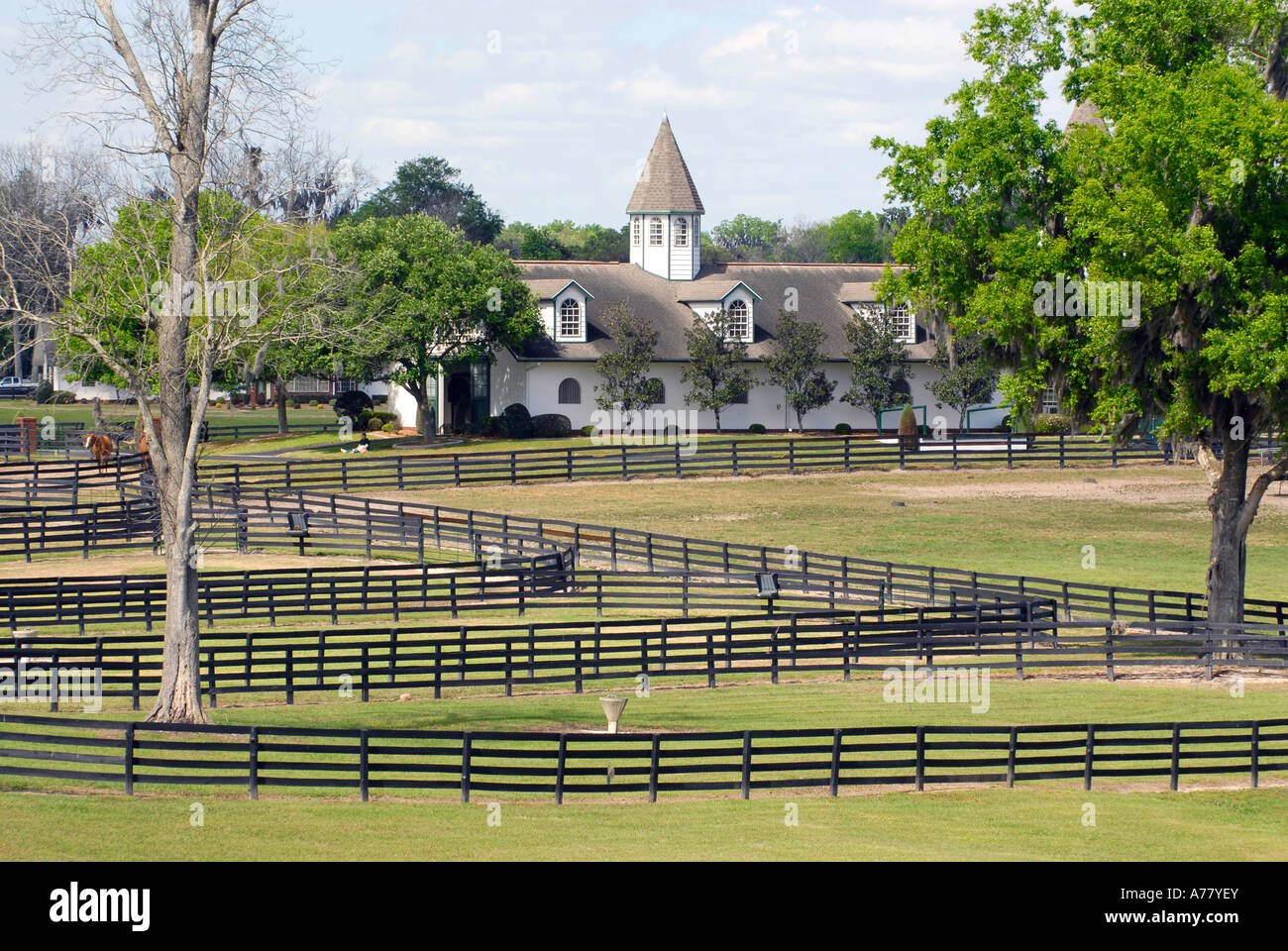 Horse farms in Ocala Florida FL Stock Photo Alamy