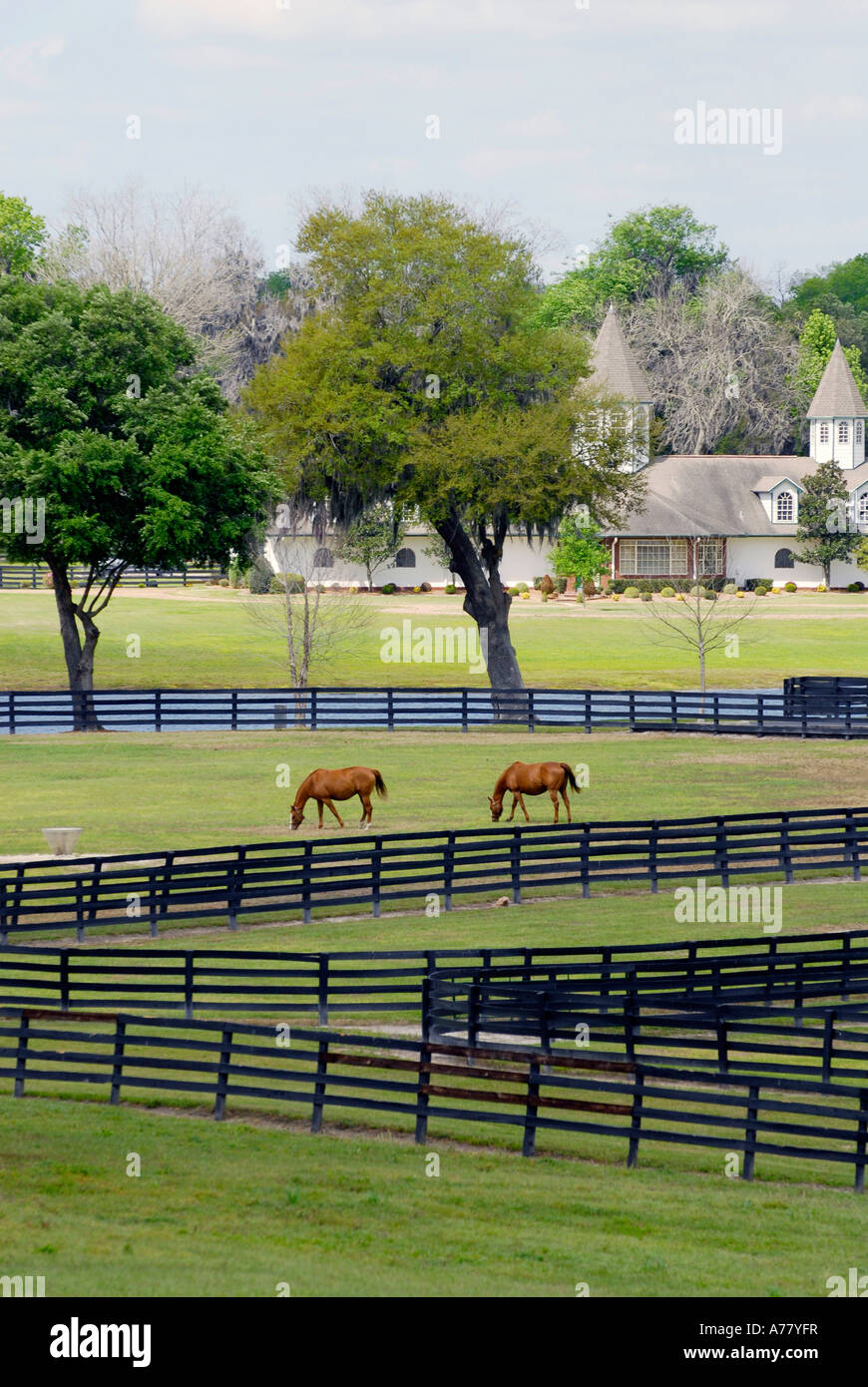 Horse farms in Ocala Florida FL Stock Photo Alamy