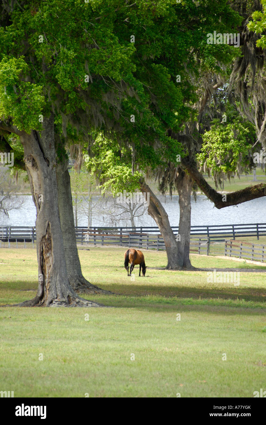 Horse farms in Ocala Florida FL Stock Photo Alamy