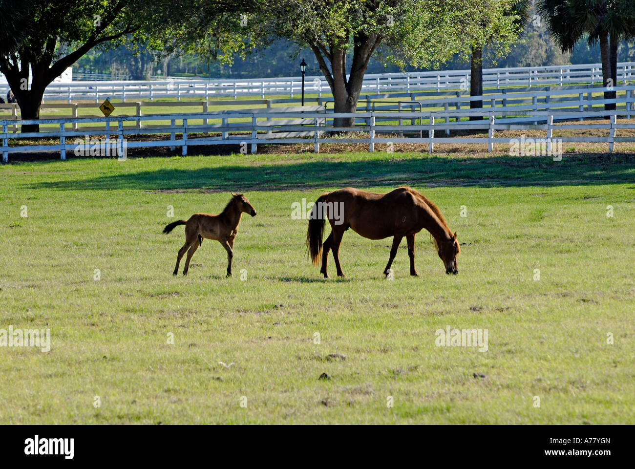 Horse farms in Ocala Florida FL Stock Photo Alamy