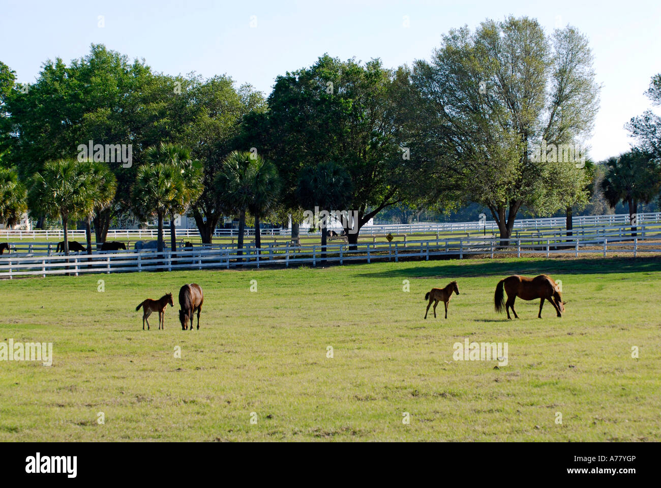 Horse farm in ocala fl hires stock photography and images Alamy