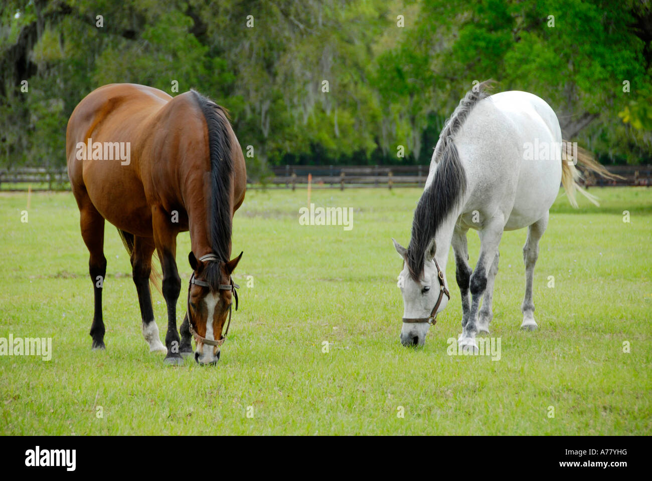 Horse farms in Ocala Florida FL Stock Photo Alamy