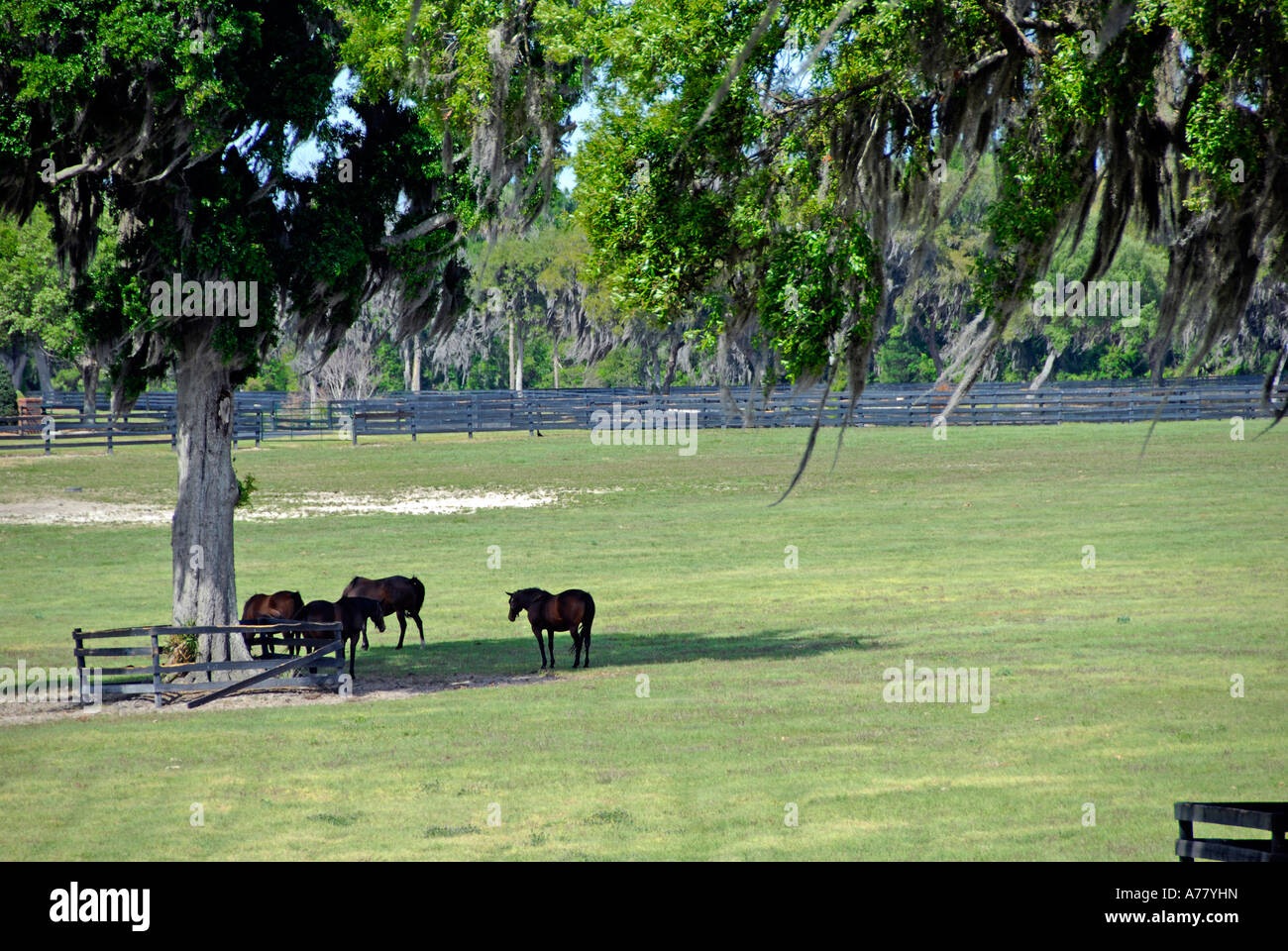 Horse farms in Ocala Florida FL Stock Photo Alamy