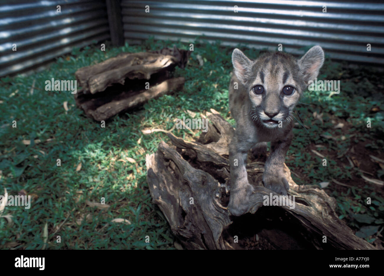 Puma cubs near San Jose, Costa Rica Stock Photo - Alamy