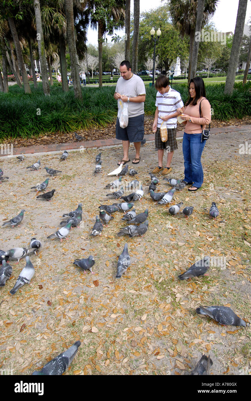 Feeding birds hires stock photography and images Alamy