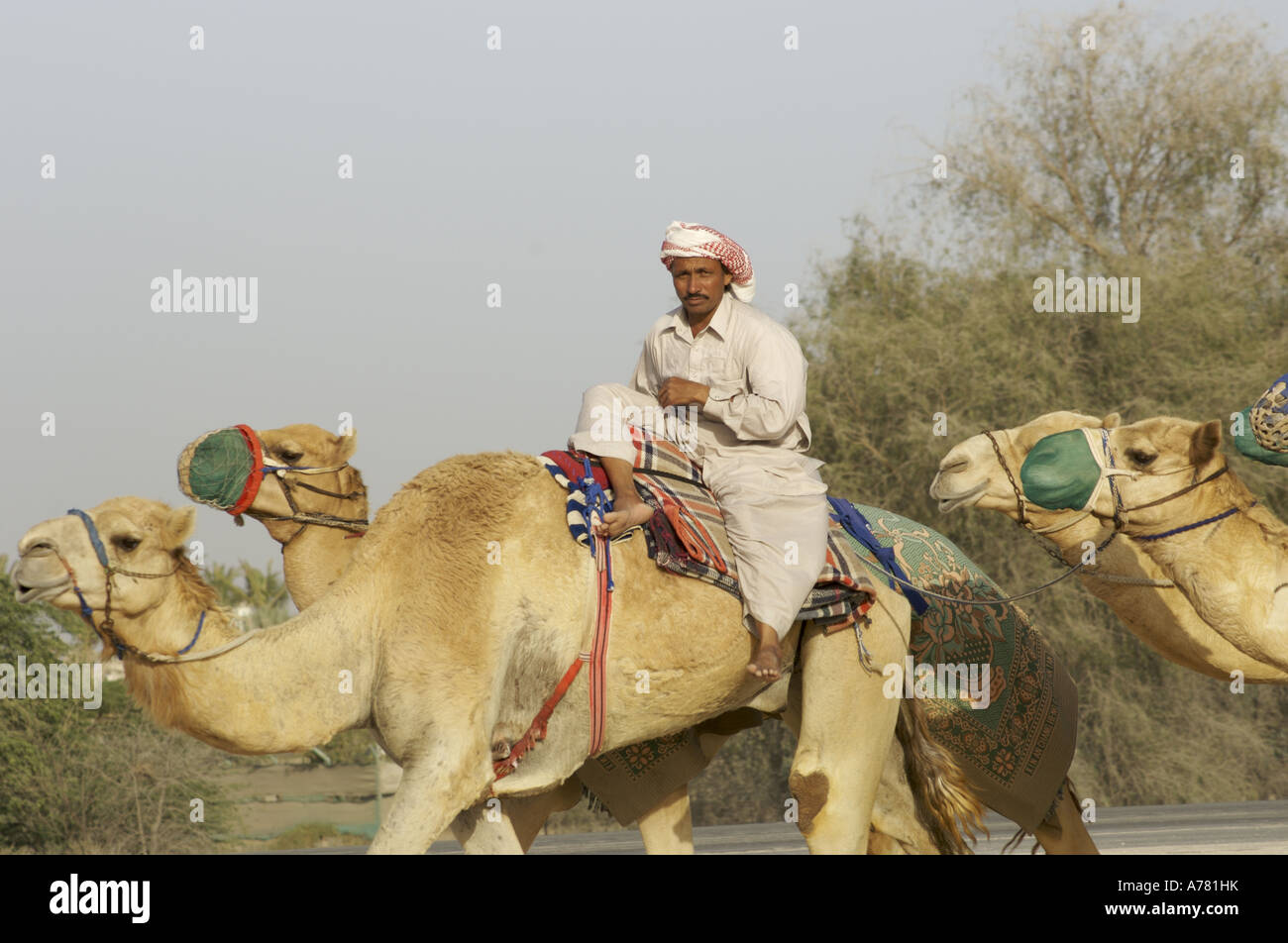 Man riding a camel hi-res stock photography and images - Alamy