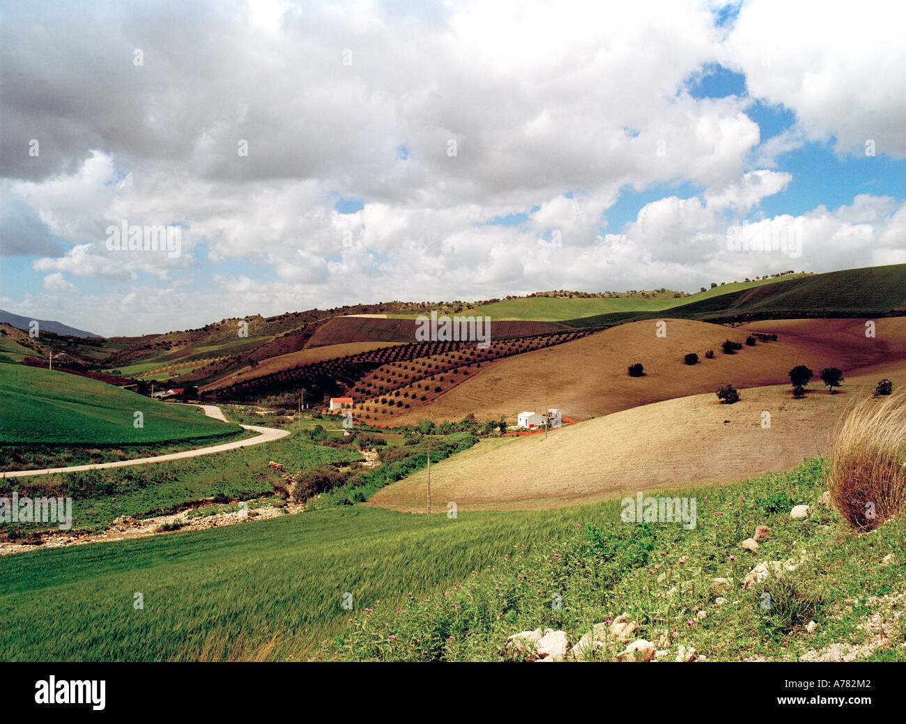 Rolling fertile wheat and grass fields - Andalusia ,Spain Stock Photo