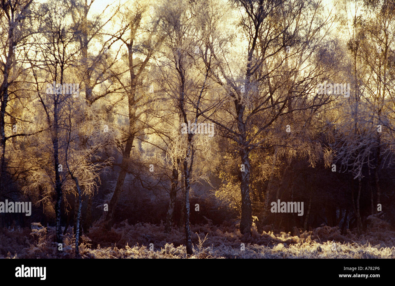 Silver birch trees New Forest Hampshire England UK Stock Photo Alamy