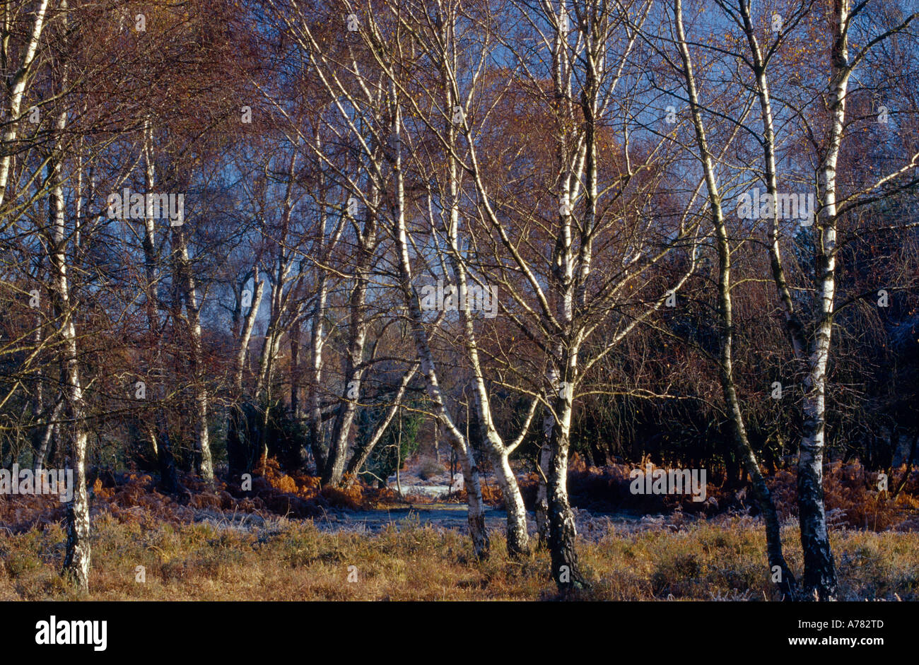 Silver birch trees New Forest Hampshire England UK Stock Photo Alamy