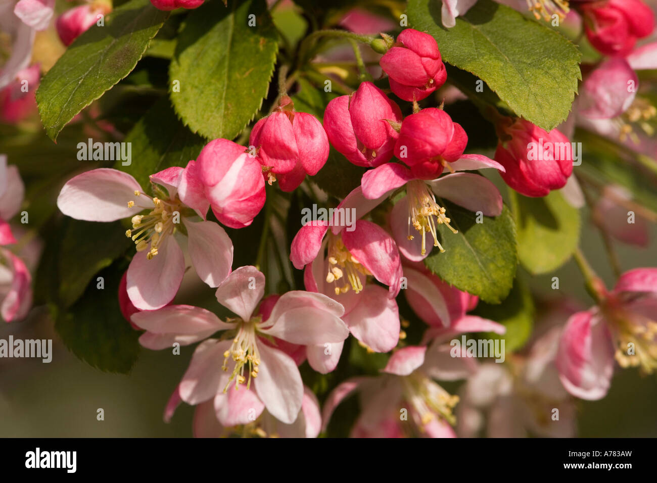 garden plants springtime Japanese Crab tree Malus floribunda in blossom