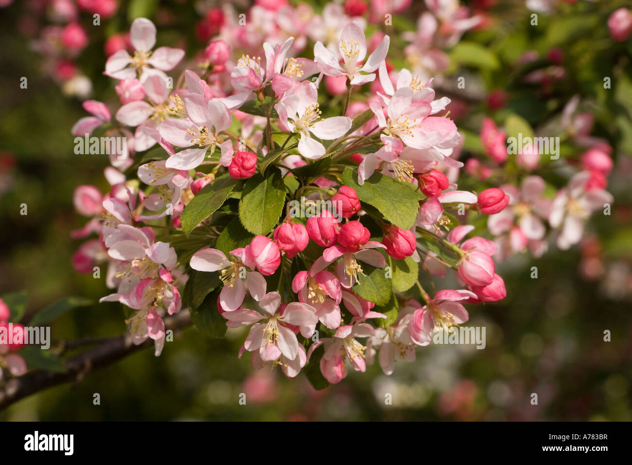 garden plants springtime Japanese Crab tree Malus floribunda in blossom