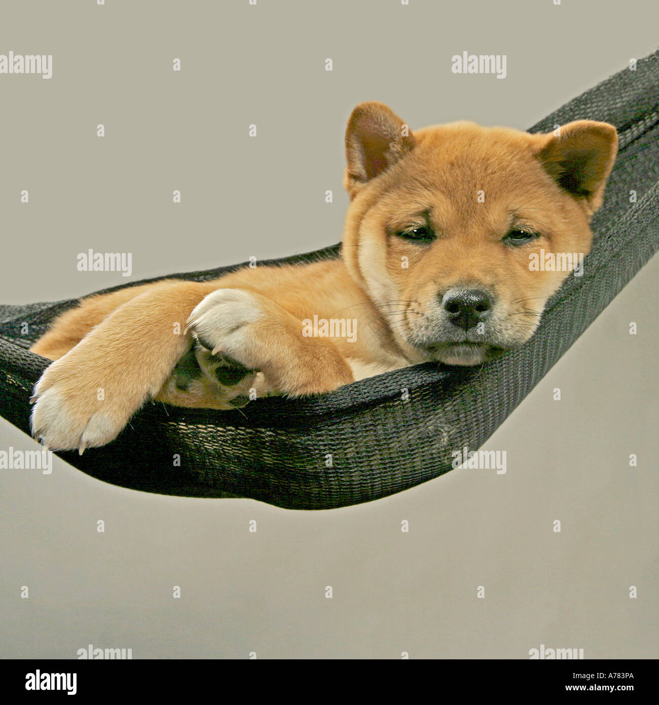 Dog Dogs Hammock Stock Photos Dog Dogs Hammock Stock